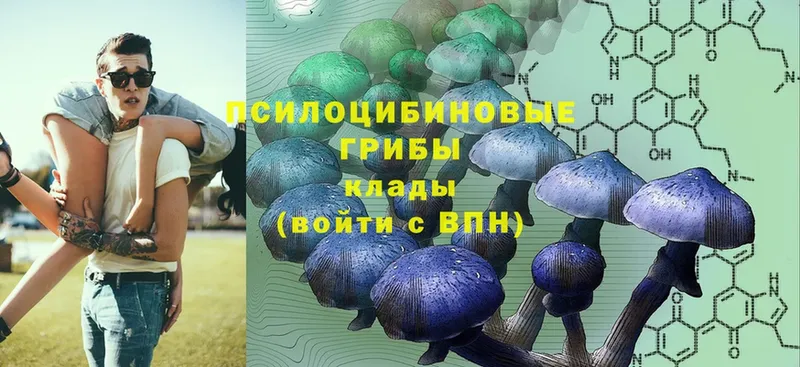 где продают наркотики  Гусев  Галлюциногенные грибы Psilocybe 